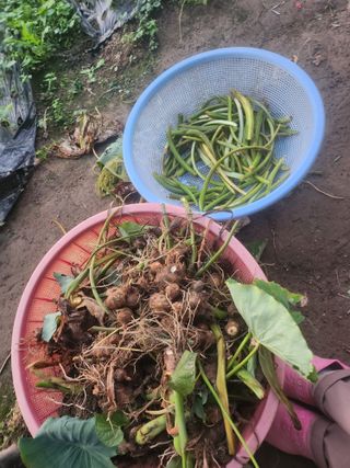 준영농장 출석왕.님의 11월 내 작물 자랑하기 · 참여글 작성글 사진