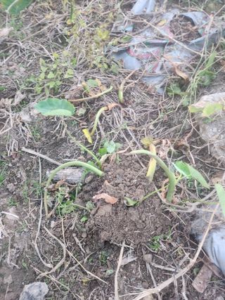 준영농장 출석왕.님의 11월 내 작물 자랑하기 · 참여글 작성글 사진