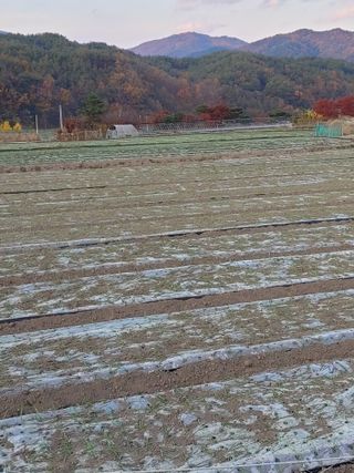 숲속의사나이님의 자유주제 · 자유게시판 작성글 사진