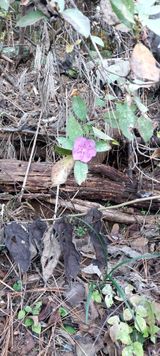 팜모닝 자유주제·자유게시판 게시글 이미지