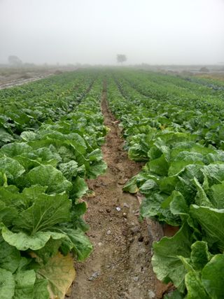 이영수님의 11월 내 작물 자랑하기 · 참여글 작성글 사진