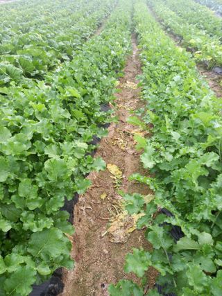 이영수님의 11월 내 작물 자랑하기 · 참여글 작성글 사진