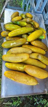 팜모닝 11월 내 작물 자랑하기·참여글 게시글 이미지