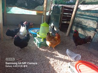 천운님의 자유주제 · 자유게시판 작성글 사진