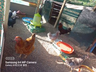 천운님의 자유주제 · 자유게시판 작성글 사진