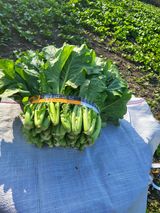 팜모닝 11월 내 작물 자랑하기·참여글 게시글 이미지