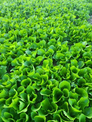 또다시봄님의 11월 내 작물 자랑하기 · 참여글 작성글 사진