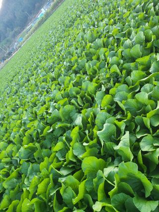 또다시봄님의 11월 내 작물 자랑하기 · 참여글 작성글 사진