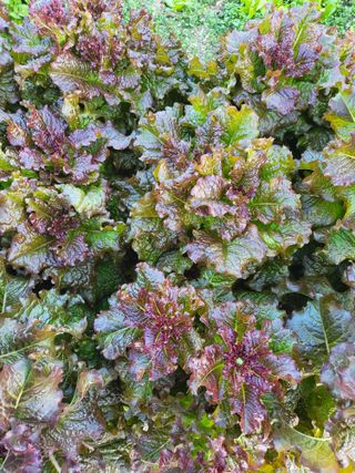 또다시봄님의 11월 내 작물 자랑하기 · 참여글 작성글 사진