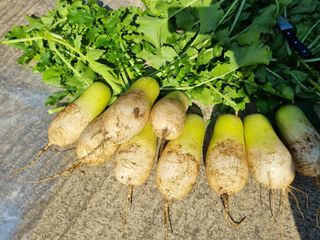 최영환님의 11월 내 작물 자랑하기 · 참여글 작성글 사진