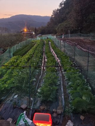 최영환님의 11월 내 작물 자랑하기 · 참여글 작성글 사진