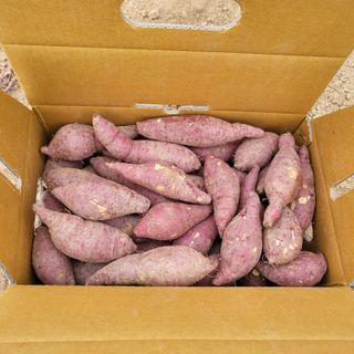 송명섭님의 고구마 · 자유게시판 작성글 사진