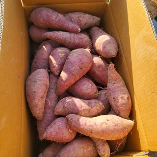 송명섭님의 고구마 · 자유게시판 작성글 사진