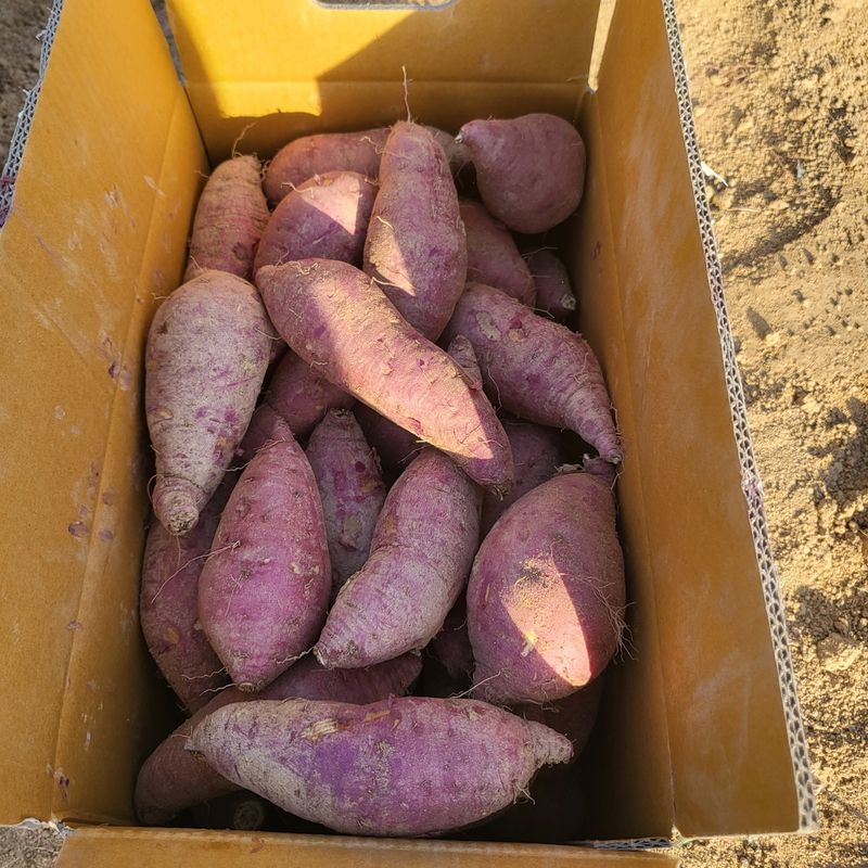 송명섭님의 장터 판매 상품 [꿀고구마 10kg] 첨부 사진