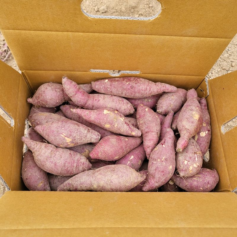 송명섭님의 장터 판매 상품 [꿀고구마 10kg] 첨부 사진