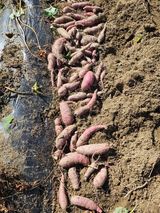 팜모닝 고구마·영농일지 게시글 이미지