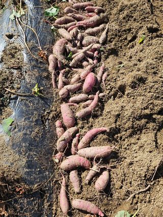 연승흠님의 고구마 · 영농일지 작성글 사진