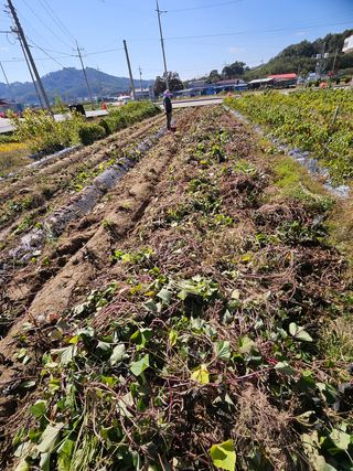 연승흠님의 고구마 · 영농일지 작성글 사진