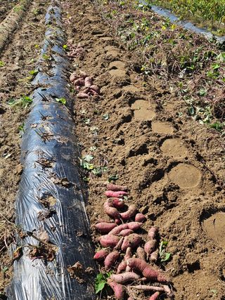 연승흠님의 고구마 · 영농일지 작성글 사진