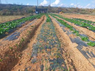민들레 수연님의 벼 · 영농일지 작성글 사진