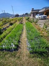 팜모닝 파·영농일지 게시글 이미지