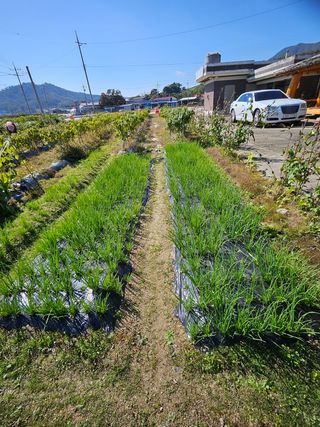 연승흠님의 파 · 영농일지 작성글 사진