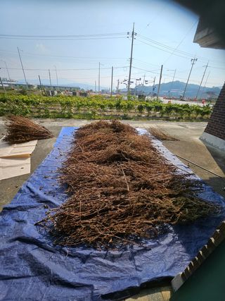 연승흠님의 들깨 · 영농일지 작성글 사진