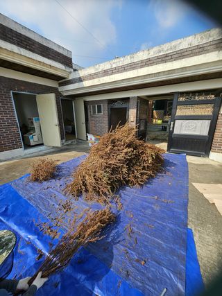 연승흠님의 들깨 · 영농일지 작성글 사진