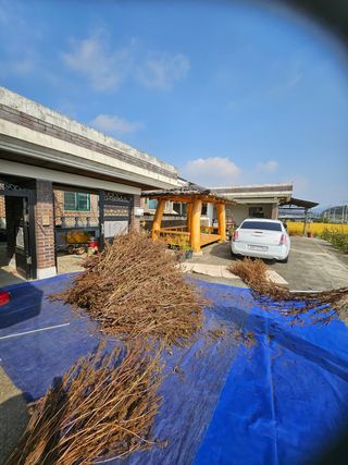 연승흠님의 들깨 · 영농일지 작성글 사진