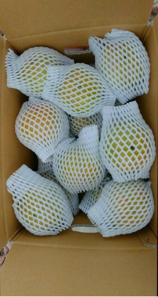 이동훈님의 장터 판매 상품 [태추단감 묘목 판매] 첨부 사진