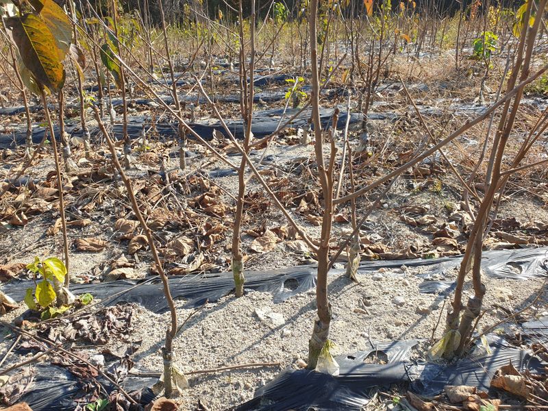 이동훈님의 장터 판매 상품 [태추단감 묘목 판매] 첨부 사진