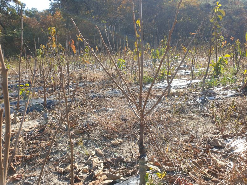 이동훈님의 장터 판매 상품 [태추단감 묘목 판매] 첨부 사진