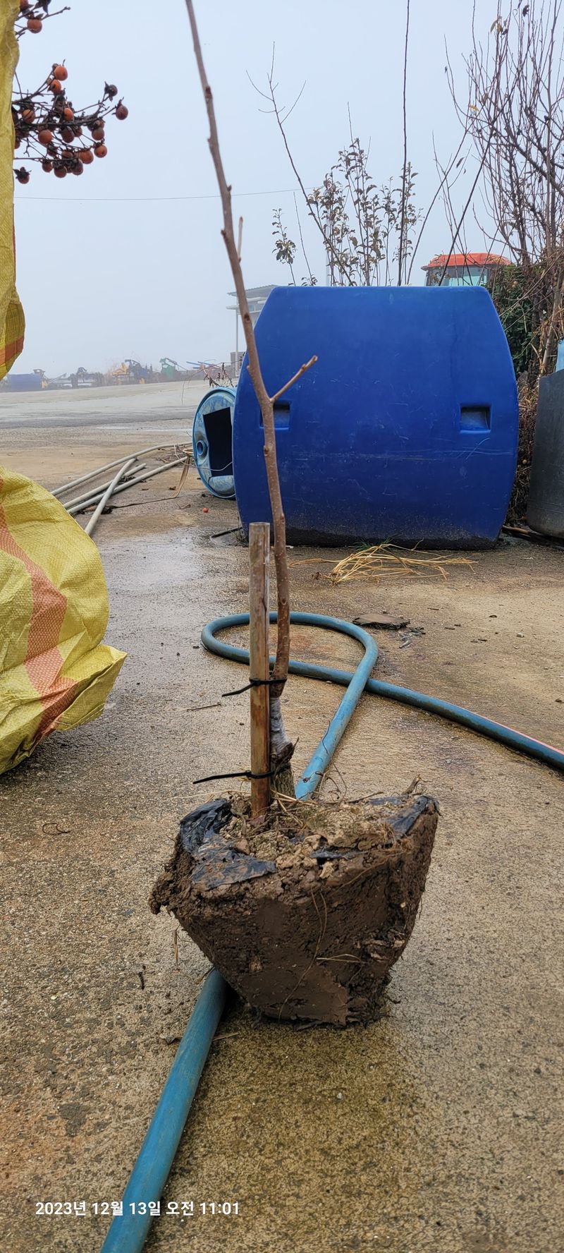 이동훈님의 장터 판매 상품 [태추단감 묘목 판매] 첨부 사진