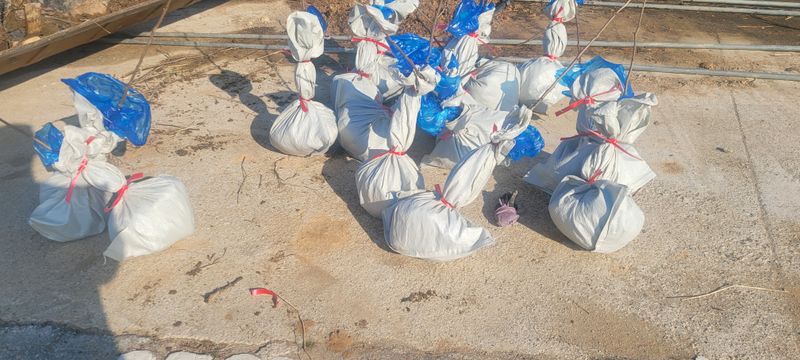 이동훈님의 장터 판매 상품 [태추단감 묘목 판매] 첨부 사진