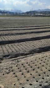 팜모닝 양파·자유게시판 게시글 이미지