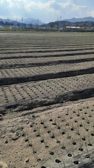 송광만님의 양파 · 자유게시판 작성글 사진