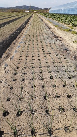 송광만님의 양파 · 자유게시판 작성글 사진