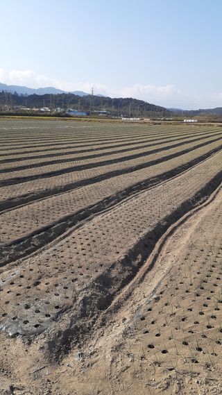 송광만님의 양파 · 자유게시판 작성글 사진