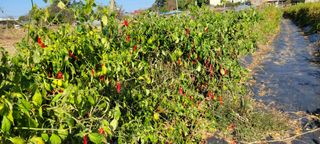 이동훈님의 고추 · 수확 작성글 사진