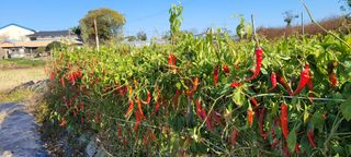 이동훈님의 고추 · 수확 작성글 사진