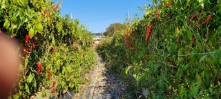 이동훈님의 고추 · 수확 작성글 사진