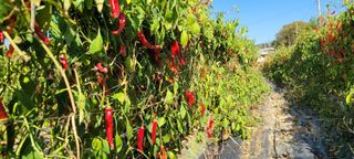 이동훈님의 고추 · 수확 작성글 사진