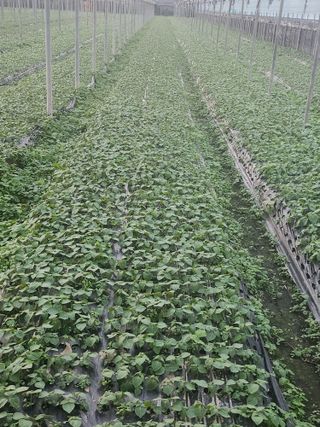 준영농장 출석왕.님의 11월 내 작물 자랑하기 · 참여글 작성글 사진