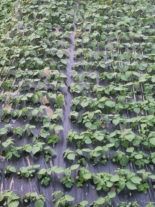 준영농장 출석왕.님의 11월 내 작물 자랑하기 · 참여글 작성글 사진