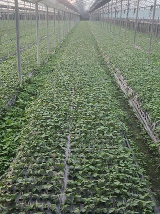 준영농장 출석왕.님의 11월 내 작물 자랑하기 · 참여글 작성글 사진