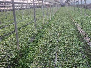 준영농장 출석왕.님의 11월 내 작물 자랑하기 · 참여글 작성글 사진