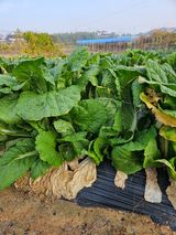 팜모닝 자유주제·자유게시판 게시글 이미지