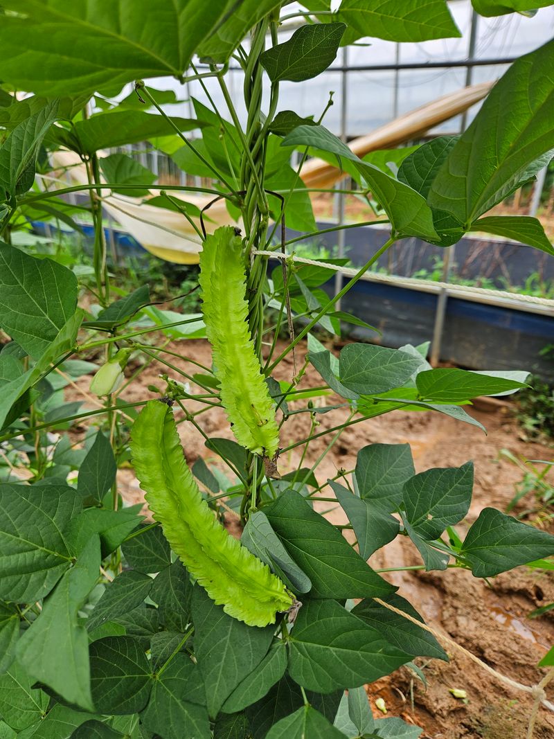 황광호님의 장터 판매 상품 [날개달린콩1kg] 첨부 사진