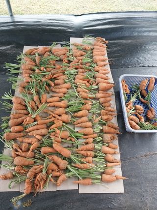 대부도하비님의 고구마 · 영농일지 작성글 사진