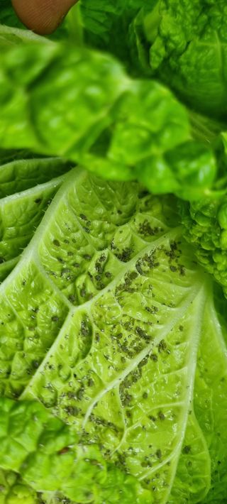 맹철영님의 배추 · 병해충상담 작성글 사진